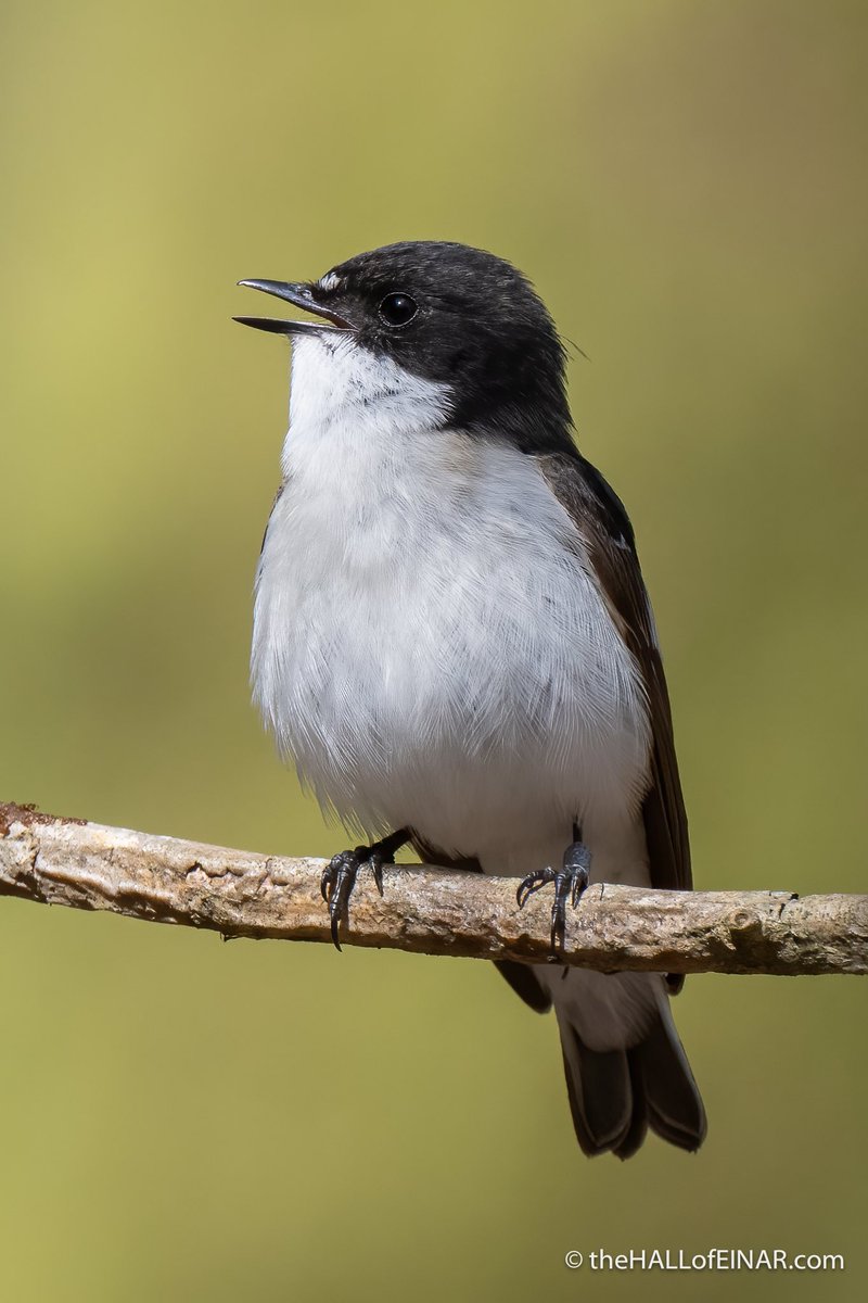 Male Pied Flycatchers are singing their territorial songs, defending their chosen nesting box, and hoping to attract a female.
In between they are getting a taste for British food: thehallofeinar.com/2024/05/the-pi…