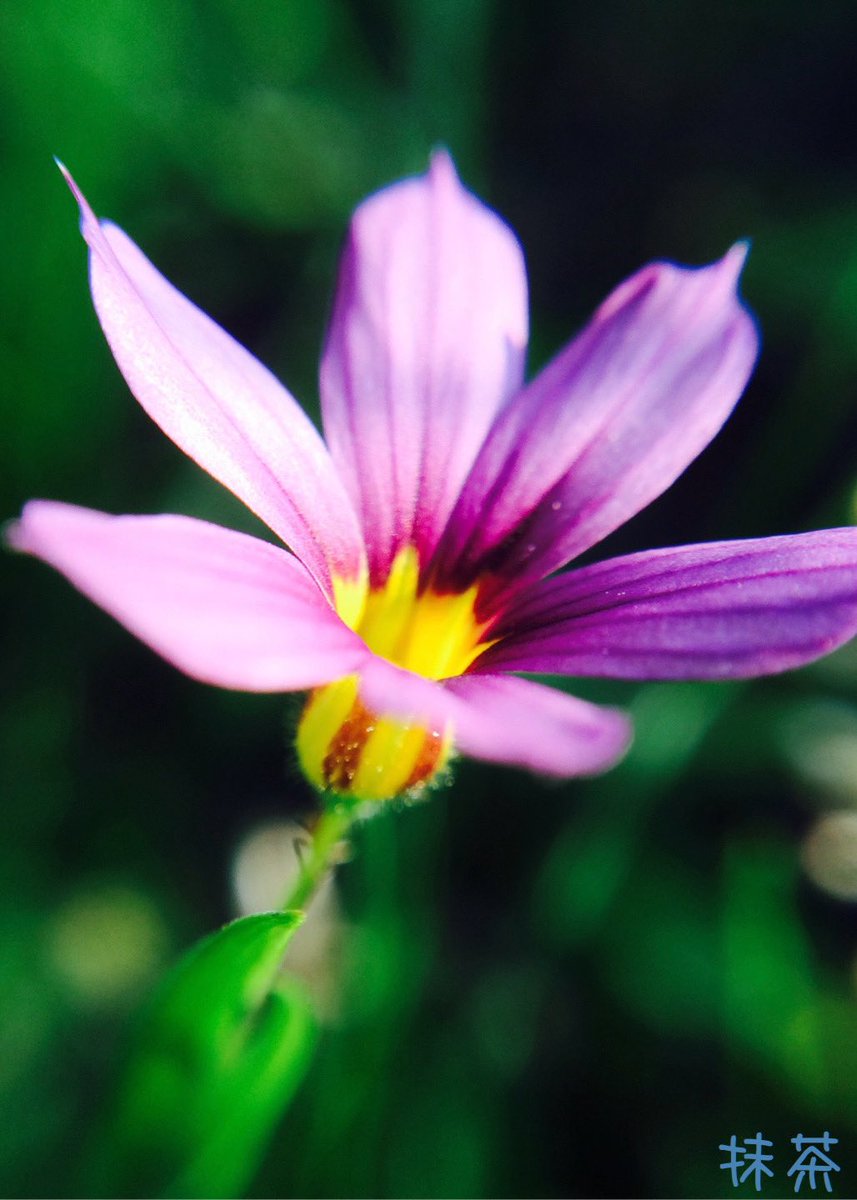 何事も無く
過ぎる日々

ただただ
退屈な日々

そんな毎日の中
目に止まった
一輪の花

春風に揺れ
涼しげで

陽射しを浴びて
輝いてる

笑顔に見えた
幸せそうに見えた

その時ふと
思ったんだ

ああそうか
そうなんだ

私は今
幸せなんだなって

#優しさ広まれ 祈り
#詩 #ポエム #写真 #花