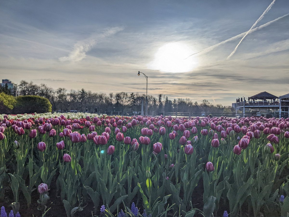 Yes. More tulips. I warned you. 🤷🏻‍♀️ (Also the doubles are opening and they are gorgeous as ever. 🥰) #SeenOnMyRun