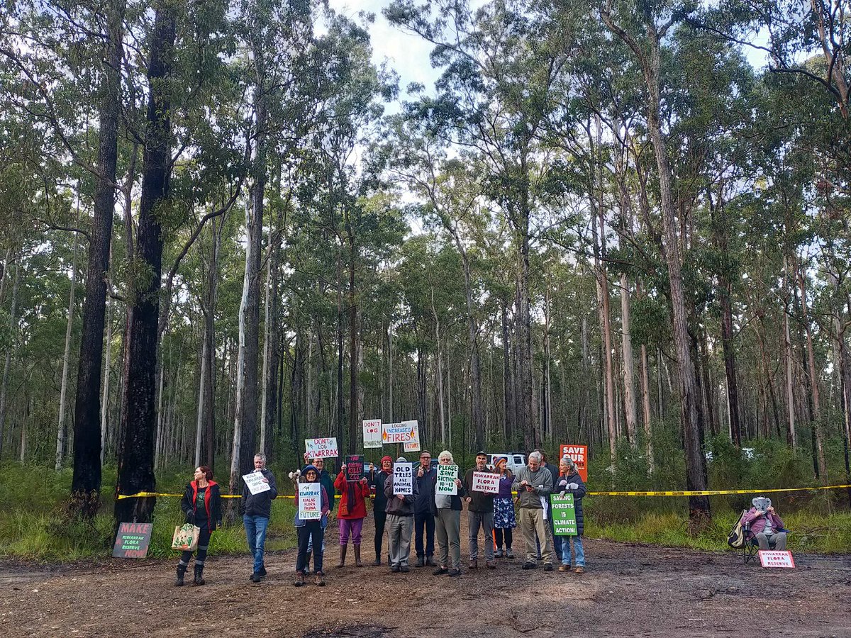 Today on Wild Koala Day NSW Labor’s Forestry Corporation were going to start logging Kiwarrak Forest, home to a small wild Koala population - they only just survived the 2019 fires. This👇🏾amazing community of heroes turned up! NSW Labor stop your extinction logging now! #nswpol