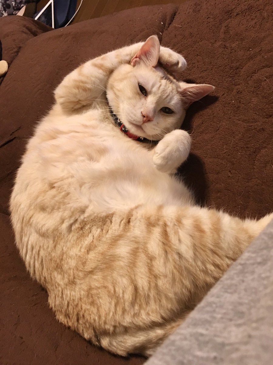 Terra_Nyan_'s tweet photo. #猫の恩返し
ムタさんにそっくりなうちの猫見てほしい。 https://t.co/w56o4QPXc1