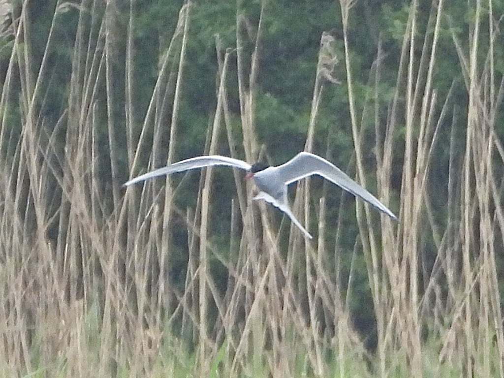 5 Arctic Terns just dropped in at the mere and started feeding. @PatchBirding at its best. @lincsbirders @Lincsbirding @BTO_Lincs @LincsWildlife @LincsNaturalist