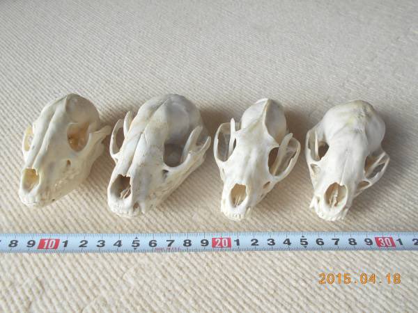 タヌキ　アライグマ　頭骨 キツネとタヌキの頭骨比較。あまり役に立たないかもしれないけど