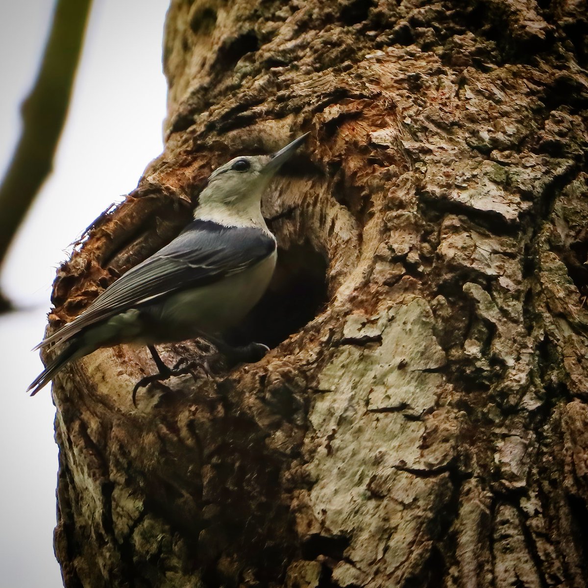 It was so neat to watch this white-breasted nuthatch prepare her nesting cavity!
#whitebreastednuthatches #whitebreastednuthatch #nuthatch #nuthatches #nesting #nestingcavity #nestingcavities #ohiobirdworld #ohiobirdlovers #birdlovers #birdwatching #birdwatchers #birdlife