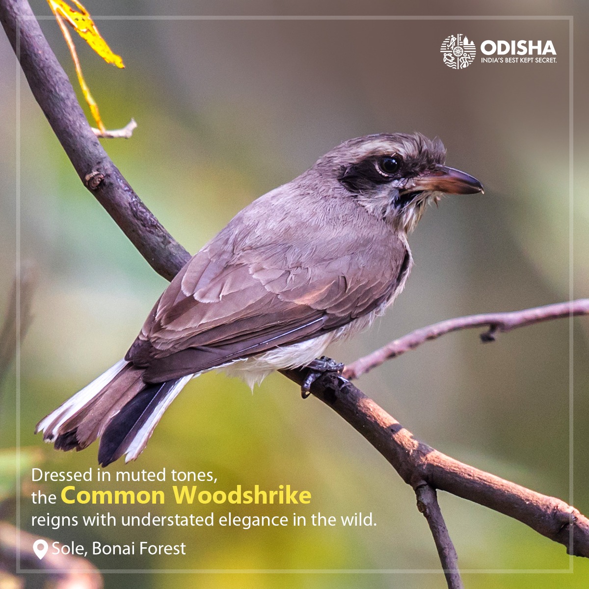 The Common Wood Shrike's understated elegance lights up the dry forested areas and shrubland.
Embrace the beauty of nature and embark on your own birdwatching adventure today. 

📸 @NaikSatyesh at Bonai Forest

#BirdsOfChilika #OdishaTourism