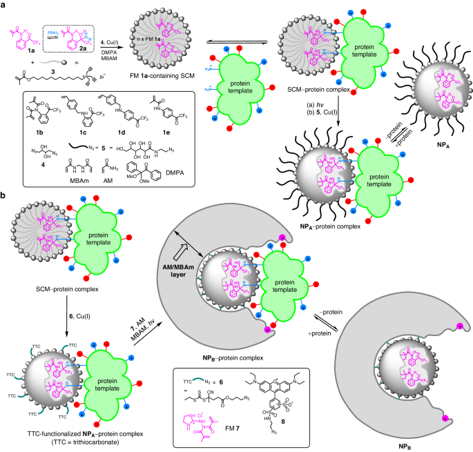 Cell-penetrating protein-recognizing polymeric nanoparticles through dynamic covalent chemistry and double imprinting nature.com/articles/s4146…