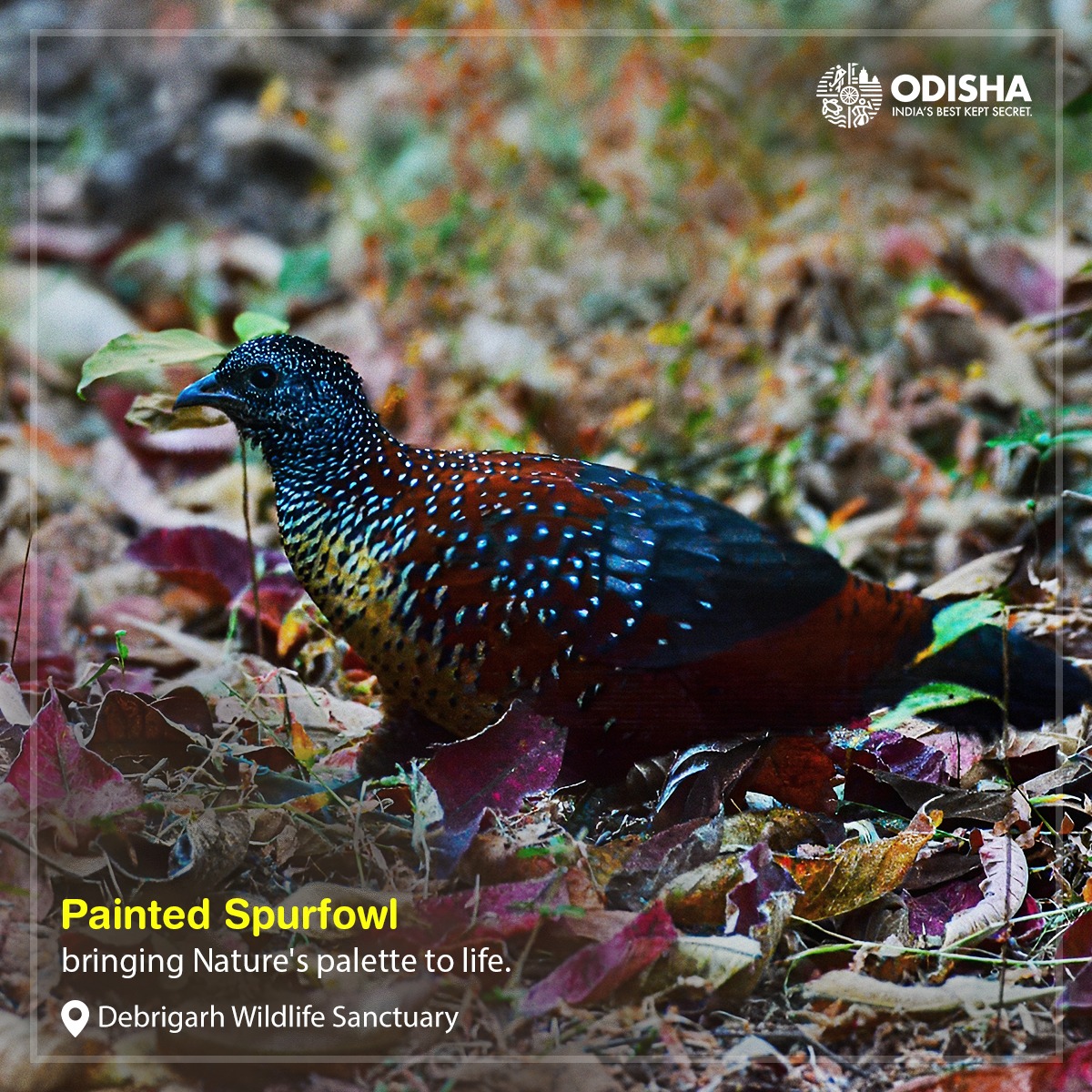 Painted Spurfowl is a true marvel of nature's palette! With its striking plumage and elusive nature, spotting one is a true delight for birdwatchers.

📸 Disha Bhattacharya at #DebrigarhWildlifeSanctuary 

#BirdsOfChilika #OdishaTourism 
#birding