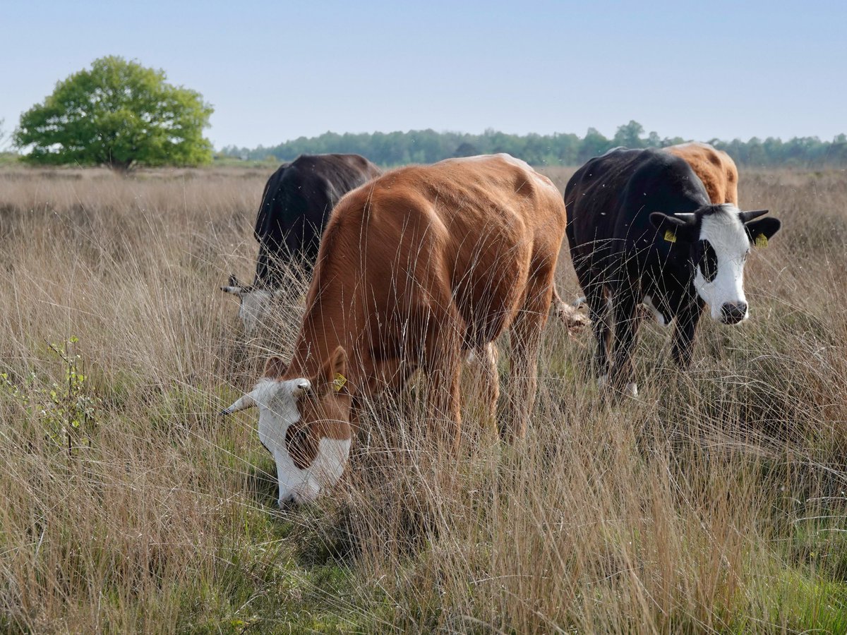 Goedemiddag! Deze koeien lopen in de Engbertsdijksvenen! Die hebben een heerlijk leven! 🐄🤎🐄😃 #landschap #mei_nmooistefotos @bosw8er_jochem