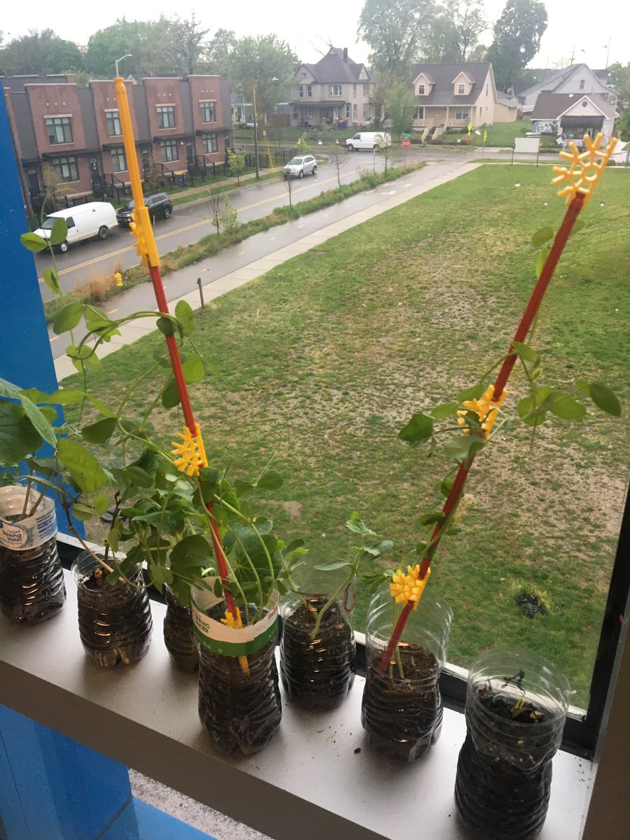Students: “Hey Mr, our plants are falling over…what do we do?” Me: “Look around and find a solution” #STEM #ProblemSolving