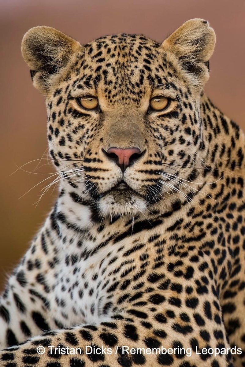 A portrait of Hosana by @Tristan1986 from Remembering Leopards for International Leopard Day 🙏🏻 5000 book sales so far have allowed us to make $100k USD in donations - thank you for helping us, to help them ❤️🐆#InternationalLeopardDay #rememberingleopards