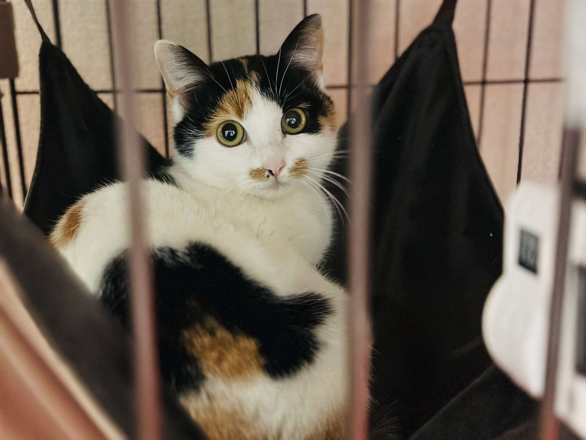 三毛猫様♡ありがとうございます♡ 三毛猫様♡ありがとうございます♡ 三美お嬢様はお猫様 on