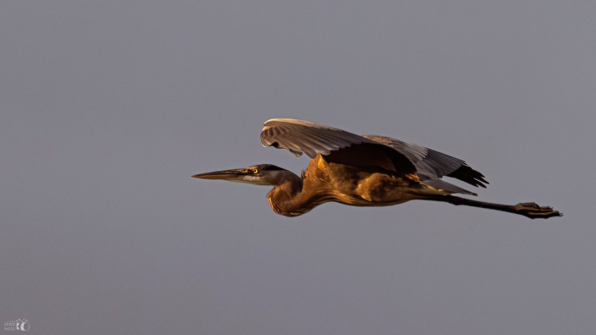 @nickyperry82 It's #FlyDay with this golden hour Tricolored Heron 
📍Toa Baja, Puerto Rico 🇵🇷
#BirdsSeenIn2024 #birdwatching #birds #birdphotography #ShotOnCanon #TwitterNatureCommunity #TwitterNaturePhotography #BirdsOfTwitter