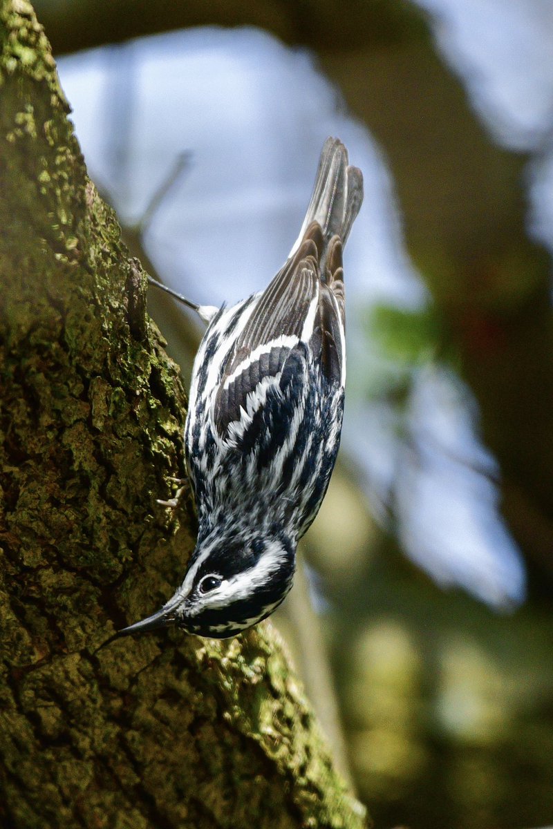 It’s the Black-and-white Warbler, my fave! What they lack in color they make up with in personality. 🖤🤍 
#Birds #BirdTwitter #TwitterBirds #DetroitBirdAlly