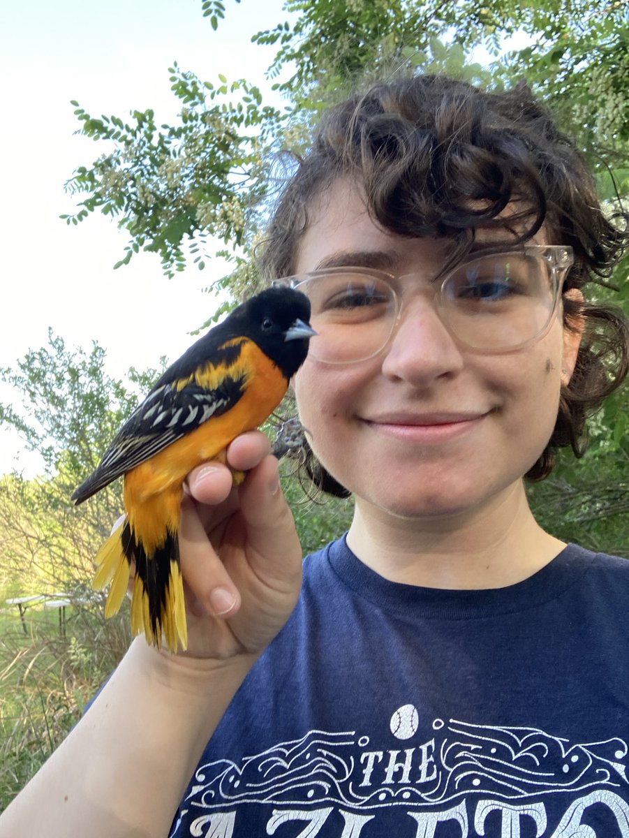 we caught a Baltimore oriole today at our urban banding station in Baltimore MD!! *caught and handled by banders with appropriate training and federal permits