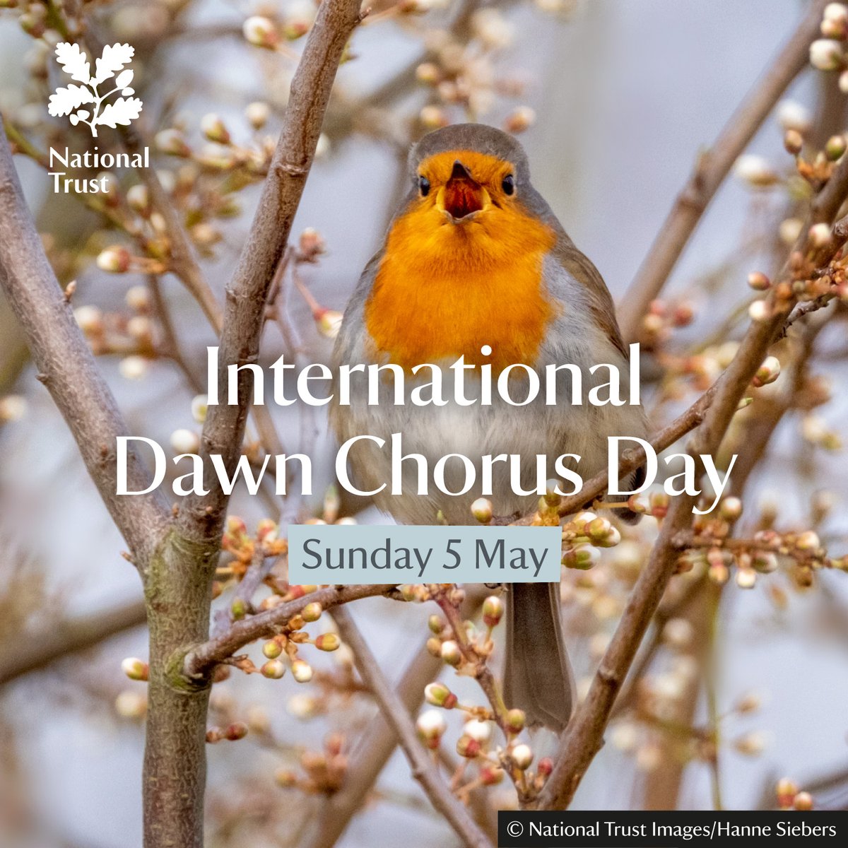 What will you hear this #InternationalDawnChorusDay? At Newtown, the creeks & woodlands fill with bird song as the sun rises & you might even be lucky enough to hear a nightingale. Over open grassland, such as on Tennyson, Mottistone & Culver Downs, skylarks will be singing.