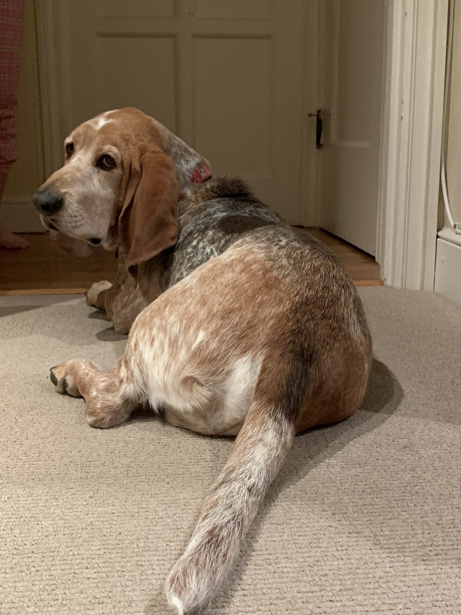 Don’t take my photo from that angle. It makes my bottom look big. #bassethound #dogtwitter #dogsofX #AdoptDontShop