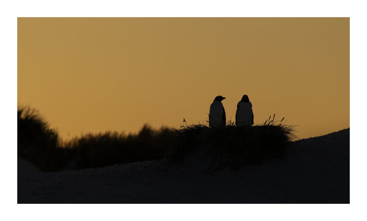 Afternoon all......if you find yourself with some spare time over the long weekend, why not catch up with part 3 of my #falklands #blog, lots of wildlife and some #penguin #ICM that it'd be great to have your #feedback on. Cheers
#happyholidays #havearead
lawrencesmithphotography.co.uk/blog/0dqnbtd9o…