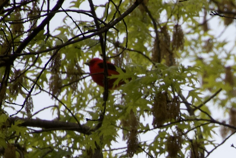 Best shot I could get so far away. Scarlet Tanager at the north end of Strawberry Field. #birding #birdwatching #birdtwitter #birdcpp #springmigration