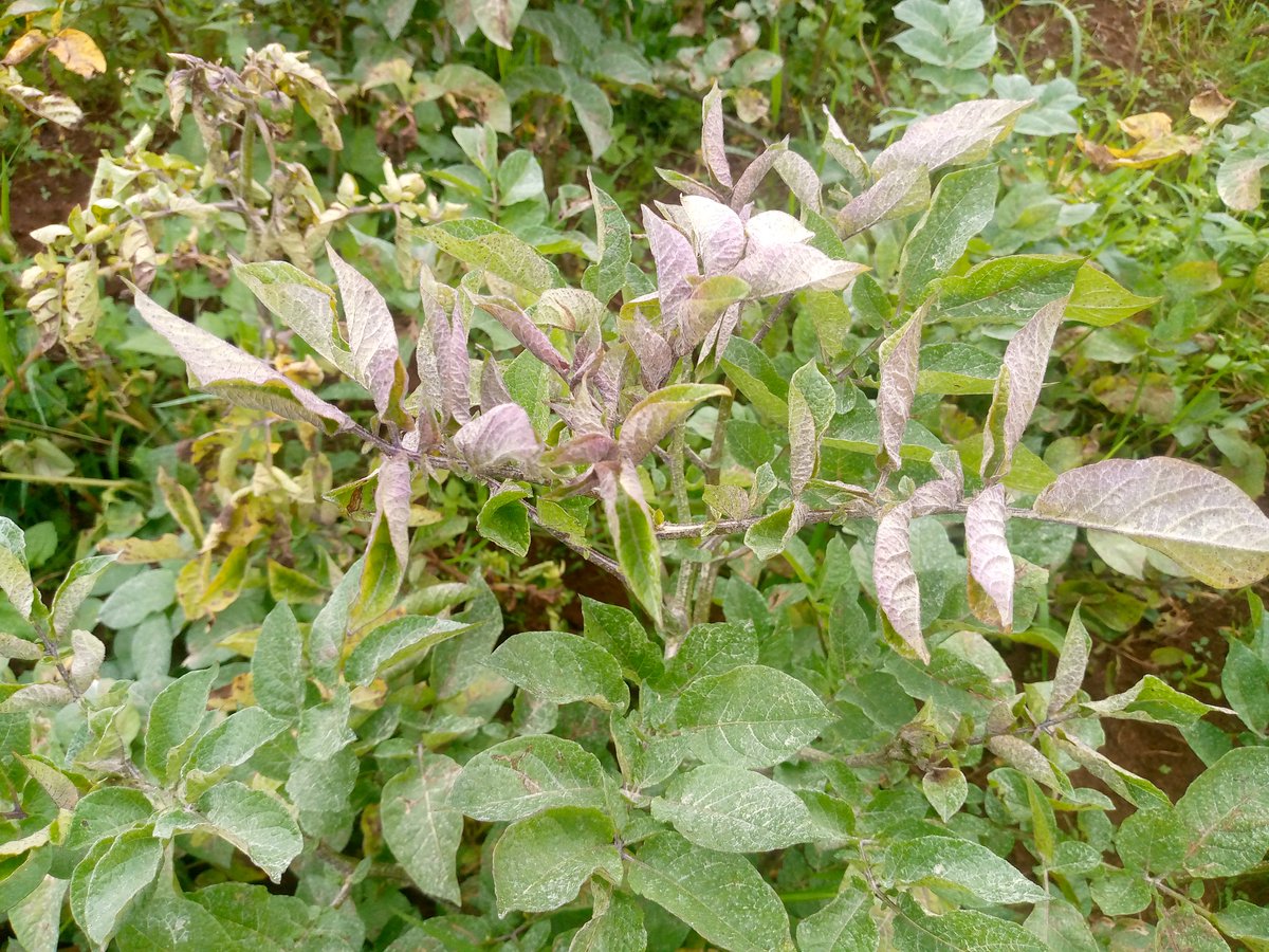 DISEASE: POTATO LEAFROLL
*CAUSE: Virus
*VECTOR: Aphids
*SYMPTOMS:
-Curling and rolling of leaves.
-Purple coloured stiff leaves.
-Stunted growth.
*EFFECT: Reduced yield of potato tubers.
*CONTROL:
-Control Aphids.
-Uproot & Burn infected plants.

Like & Repost.
#LetsFarmTogether