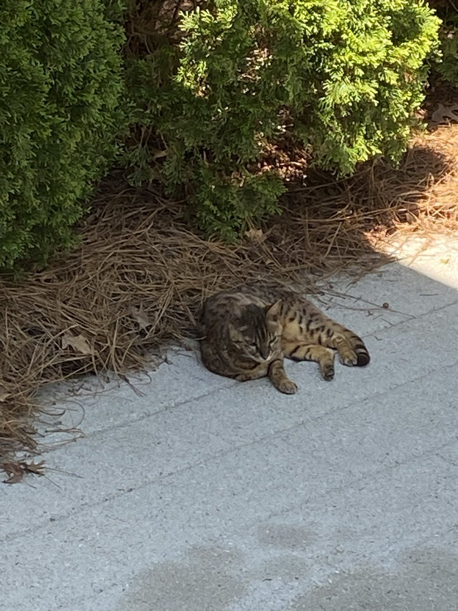 Sookie: I got bored supervising AM deadheading the front porch plants 🩵 @DebraD17888013 @IndyCatBear1 @Andy18512371 @TheCatZeppelin @MrNibs3 @thecatscastle @starbuckssue @MrsToggit @Wackelkasper @madameraerae @Marina935home #SuperSeniorCatsClub #Bengal