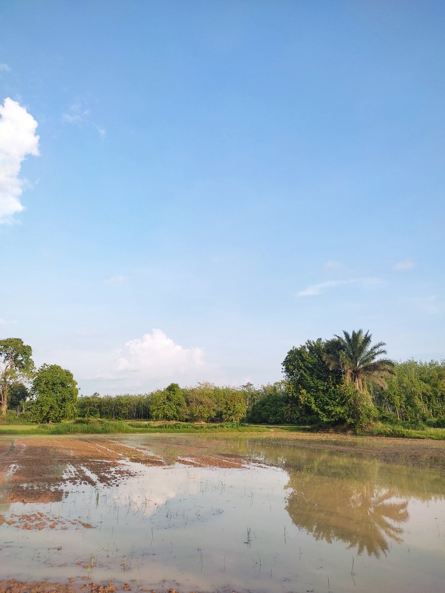 View bendang baru lepas tuai padi 🙂