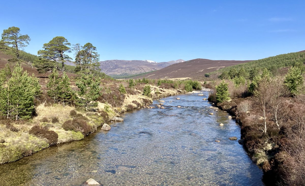 May and June really are the best months in the Cairngorms. I cycled a 9km line this morning and was in constant earshot of a singing willow warbler the whole time!