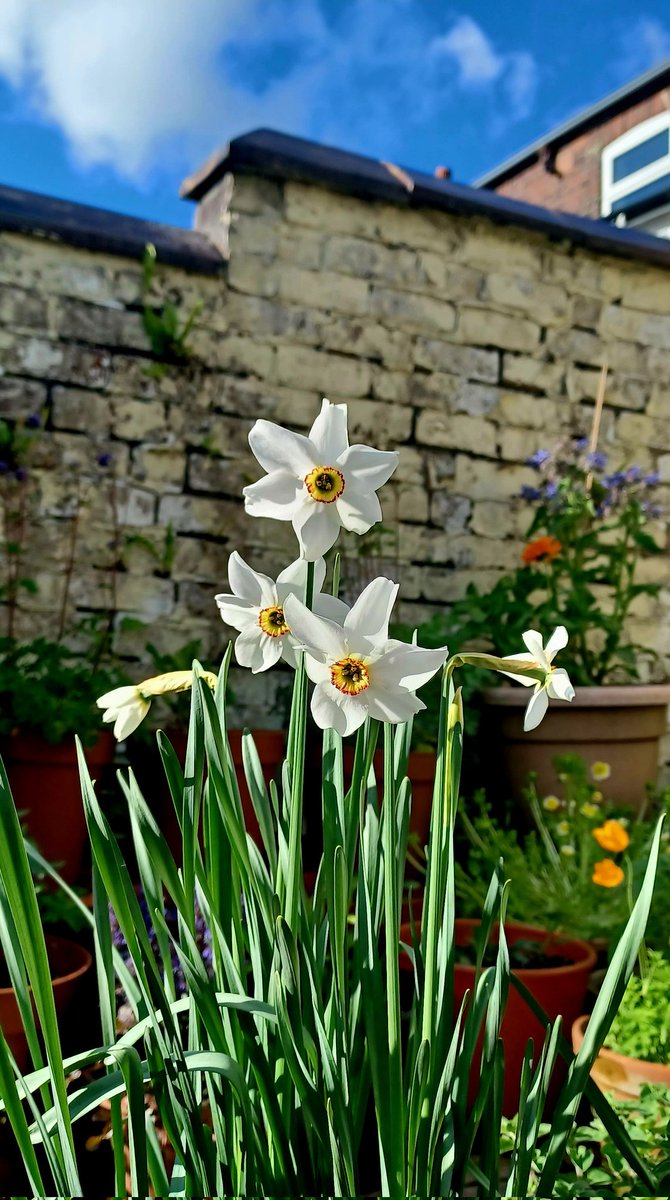 Narcissus poeticus, the Poet's daffodil (after Wordsworth I guess?) or 'Pheasants Eye' daffodil. A very late variety just now starting to flower in my backyard. #FlowersOnFriday #GardeningX #GardeningTwitter #GardenersWorld