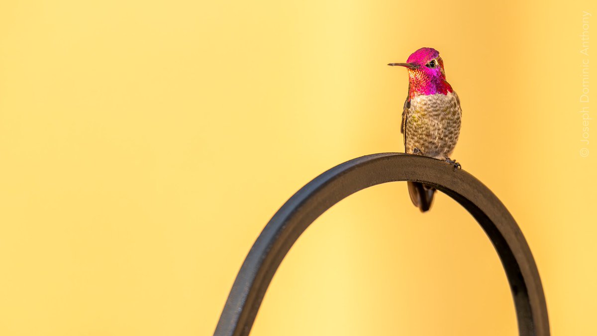 josephanthony tweet media