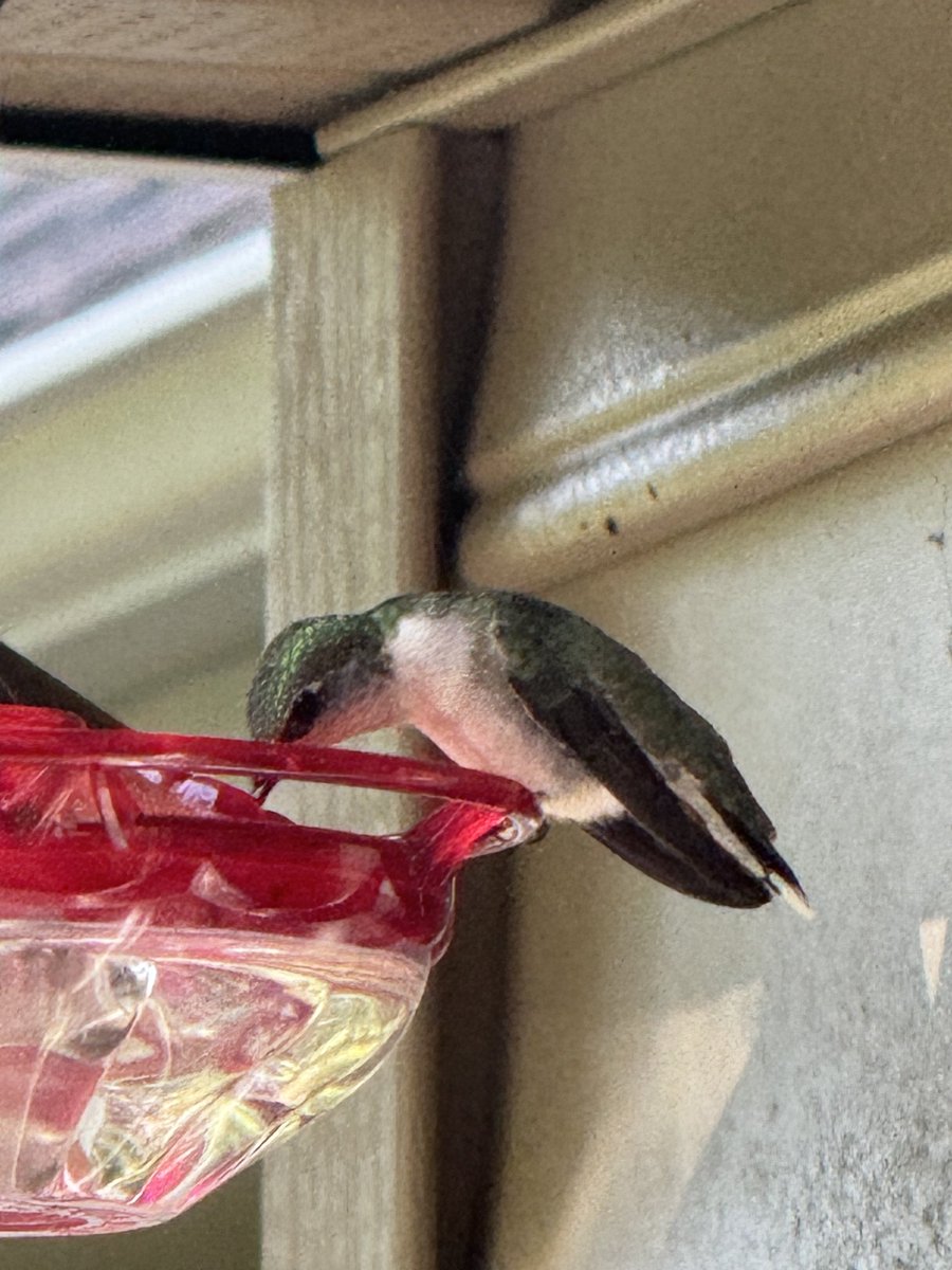 Female Ruby-throated hummingbird