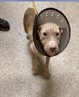 A1015743 🆘🚨Demi stray on 4/26/24. mange and while she is being treated for it, we hoping a rescue will pull her and allow her time for her skin to heal. Demi is a 6 month old F. Pit Bull 19lbs. LCDAS Fort Myer, FI #PLEDGE #FostersSaveLives #dogsoftwitter #dogs #euthansia