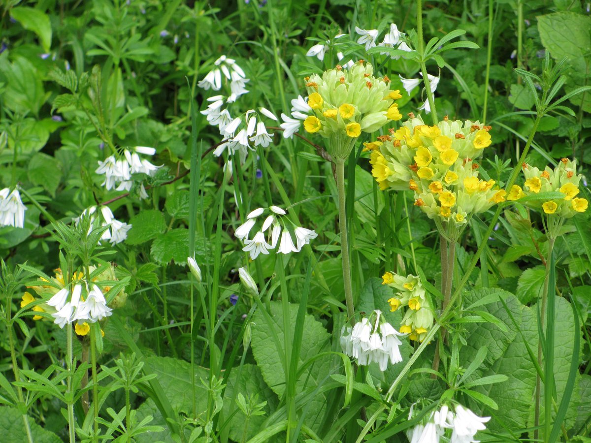 No mow May. And April. And June! This area of Dapdune Island is left untouched all spring but mown later to keep down the larger plants. So the spring flowers are thriving, and the bees and other insects love it! #riverwey #nomowmay @southeastNT