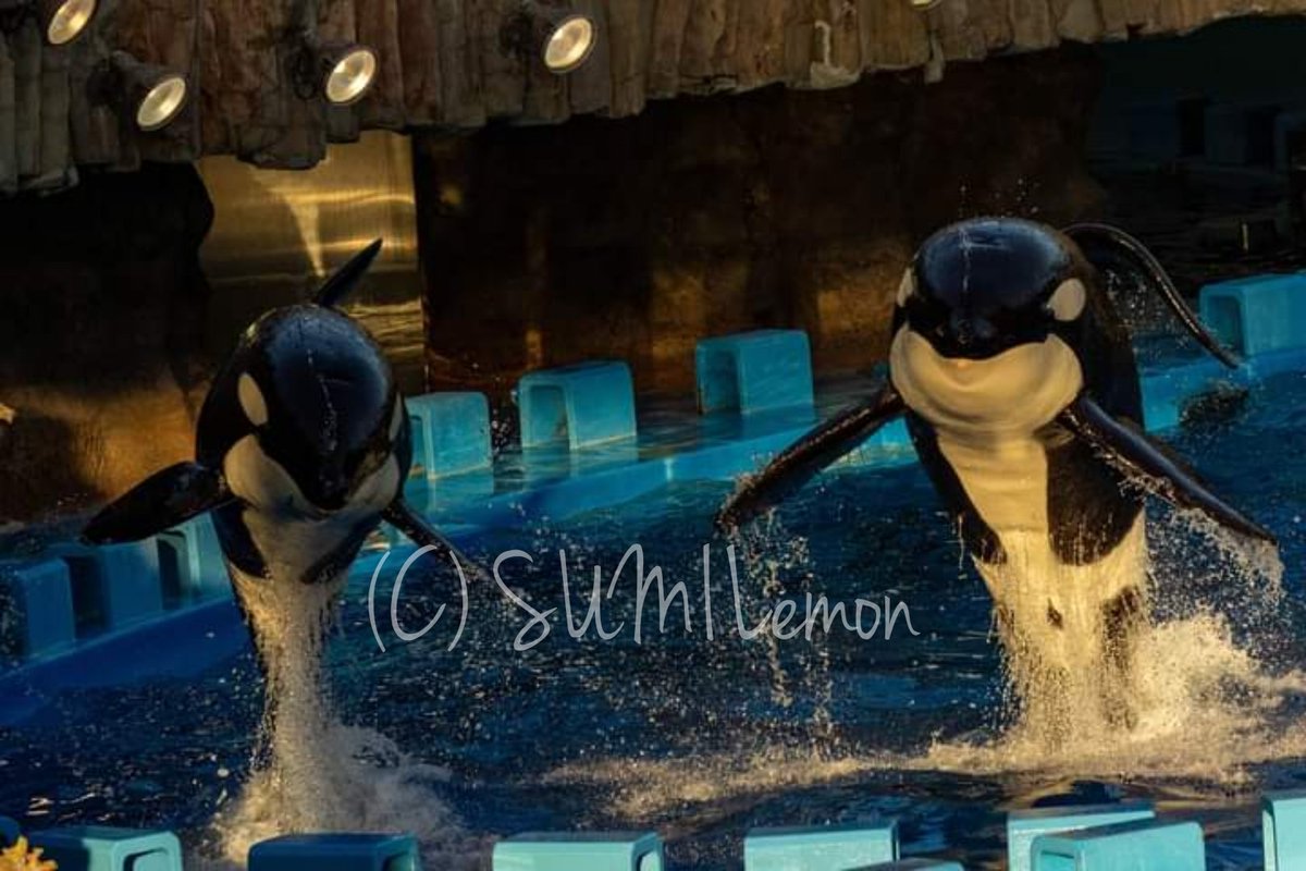 #ファインダー越しの私の世界  
#写真好きと繋がりたい　
#シャチ 
#orca 
#Killerwhale 
#Cetacean 
#水族館 
#Aquarium 
#名古屋港水族館 
#PortofNagoyaPublicAquarium 
#アース
#リン
