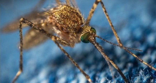 KuboreshaA's tweet photo. #WorldMalariaDay  
Kuboresha is fighting Malaria in Uganda, Tanzania, Botswana, South Africa &amp; Zambia. Botswana is closer to Malaria elimination, South Africa is also on track to eliminate Malaria by 2028 whereas in Zambia &amp; Uganda Malaria incidence is still high. @endmalaria https://t.co/KQOO0QbAf8