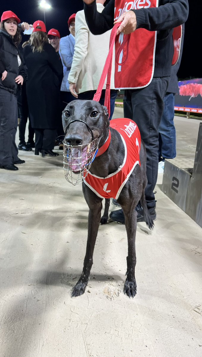 😁Smile if you just won the Ladbrokes Gardens 715! 

🍷 Valpolicella set a new track record ⏱️ of 41.23 in the process! 

👏🏻 Congratulations to trainer, Tony Zammit & owner, Sandro Bechini! 

🧬 Shima Shine x Saldana