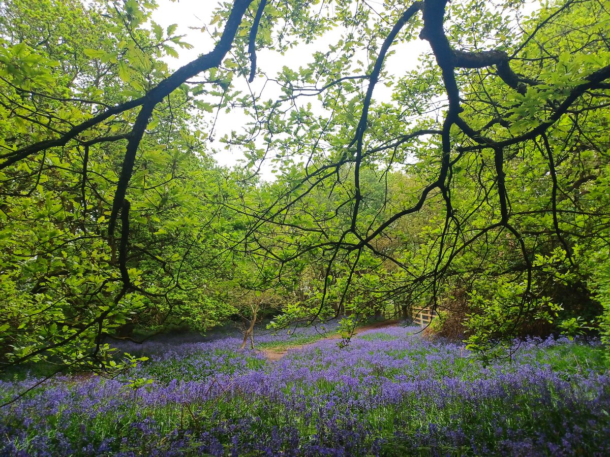 A Photo A Day for May: The bluebells are still glorious, and Leicestershire does bluebell woods so very well! Now under the canopy of newly green oaks. Beautiful! 🪻#bluebells #bluebellwoods #BurleighNatureReserve #Loughborough #Leicestershire 🪻
