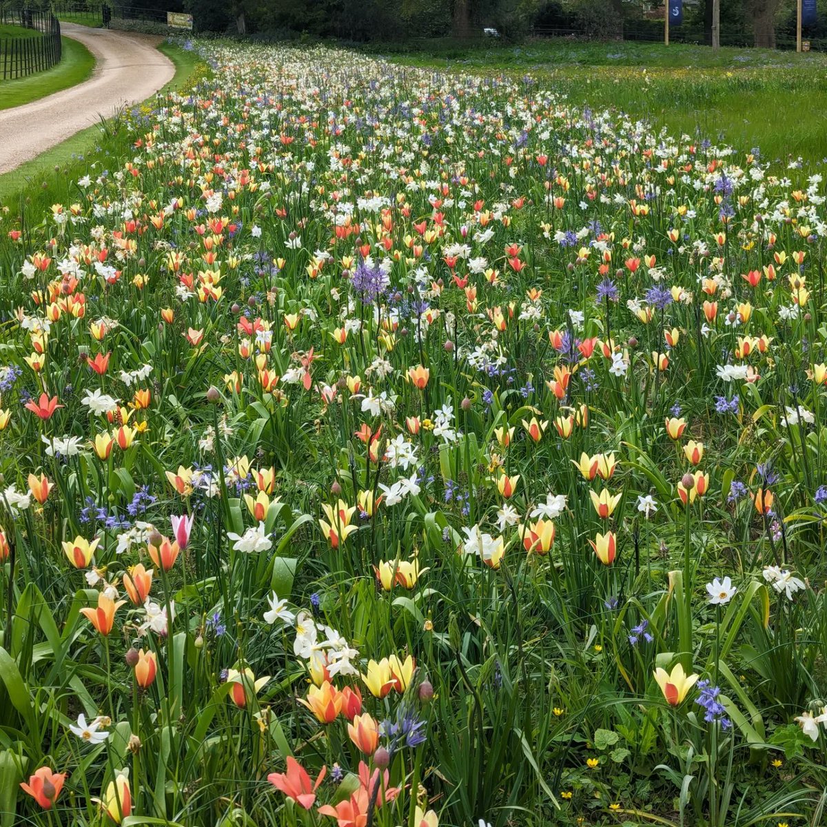 Jake Croft (@jakecroft_mhort) on Twitter photo A bit of a break from #iris photos, this is the current flowering phase of the new vibrant verge, #camassia and #alium about to start flowering next. <a href="/jubholland/">JUB Holland</a>
#flowersonfriday #gardens #springbulbs🌷 A bit of a break from #iris photos, this is the current flowering phase of the new vibrant verge, #camassia and #alium about to start flowering next. <a href="/jubholland/">JUB Holland</a>
#flowersonfriday #gardens #springbulbs🌷