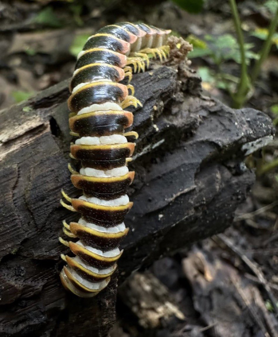 I’ve been posting a lot lately about the zombie cicada fungus, Massospora cicadina. But Massospora cincadina is far from the only fascinating behavior-modifying fungus in the family (Entomophthoraceae). Millipedes in the family Xystodesmidae are susceptible to a specialized…
