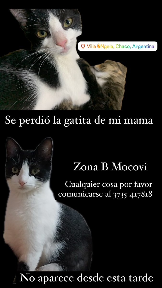 Desde el martes no vuelve a casa, esa gatita es de mi mamá y le quiere más ella que a mi hno y a mi. Ayúdenme compartiendo gente de villa Ángela, publique por todos lados y nada. Si ven alguna parecida no duden en escribirnos 3735417818 (Marcela), responde al nombre de Mel