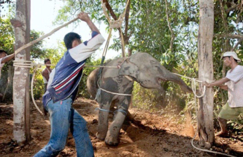 الجانب المظلم من السياحة في تايلاند

هل تعلم ماذا يحدث للفيلة بسببك في تايلاند والبلدان الاسيوية؟

ثريد: 💔