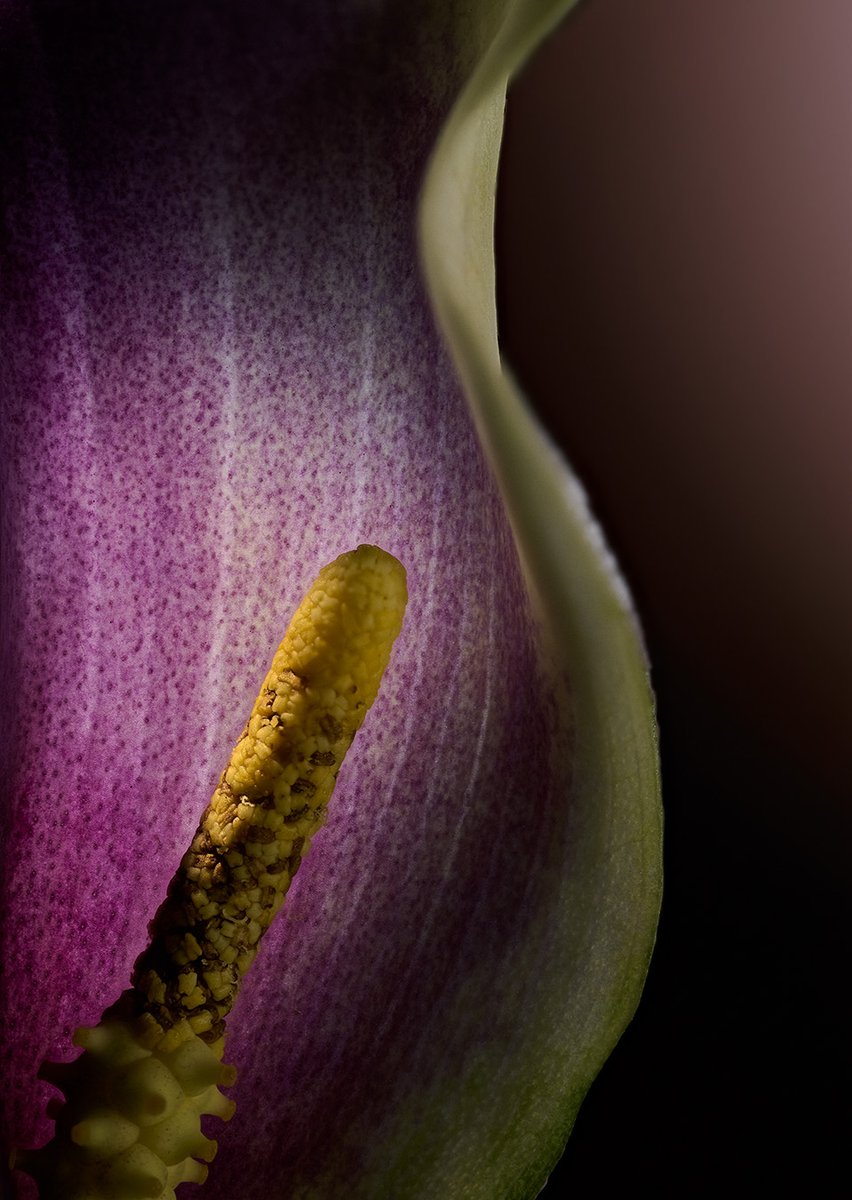 This is the third image of this Picasso Lilly, and for this one, I’ve opened the purple and cream-colored petals to expose the finger-like yellow spadix.

Nikon Z 8 | Nikkor Z MC 105mm f/2.8 VR S | 1/60 sec @ f/6.3 @NikonUSA #NikonZ8 #NikkorZ #NikonPro #NikonAmbassador