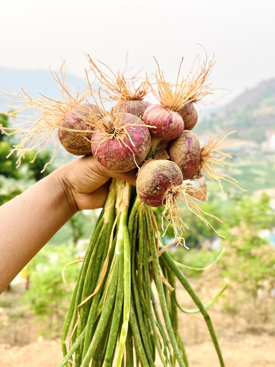 A bouquet of onions 🧅 #gardening #GardeingX #homegarden #onion #growyourown #GardeningTwitter