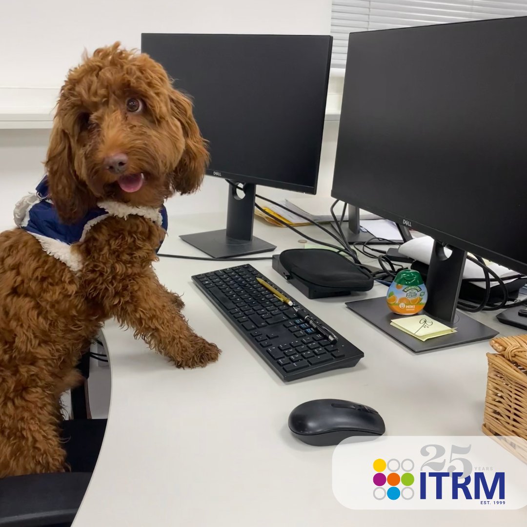 itrmltd's tweet image. Furry Friends Friday 🐶

In the office today, we are joined by the very adorable Bear! 

Happy Friday all! 

#furryfriends #officedogs #officefridays