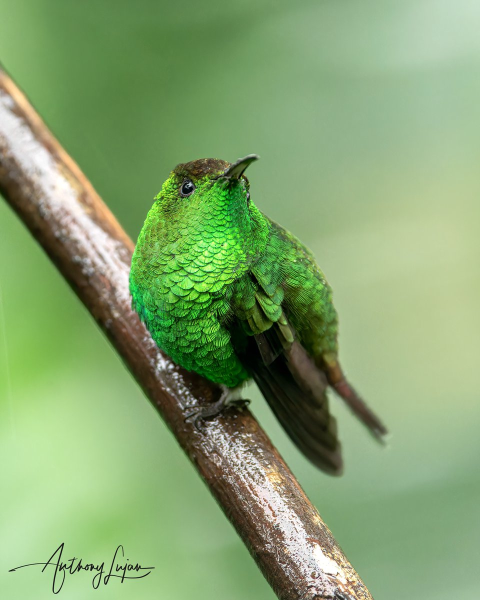 Coppery-headed Emerald Microchera cupreiceps Endemic to Costa Rica IUCN status - Least Concern Sony A1 - Sony 600mm #CopperyheadedEmerald #Emerald #hummingbird #colibrí #beijaflor #picaflor #Trochilidae #hummingbirds #costarica #nature #naturephotography #sonya1 #sony600son...