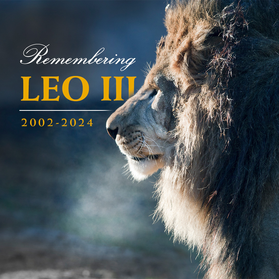 UNA is mourning the loss of Leo III, after a brief illness. He passed away peacefully Thursday, May 2, 2024, at the age of 21 and in the presence of attending veterinarians and volunteer caregivers. Share your memories by visiting leoanduna.com .