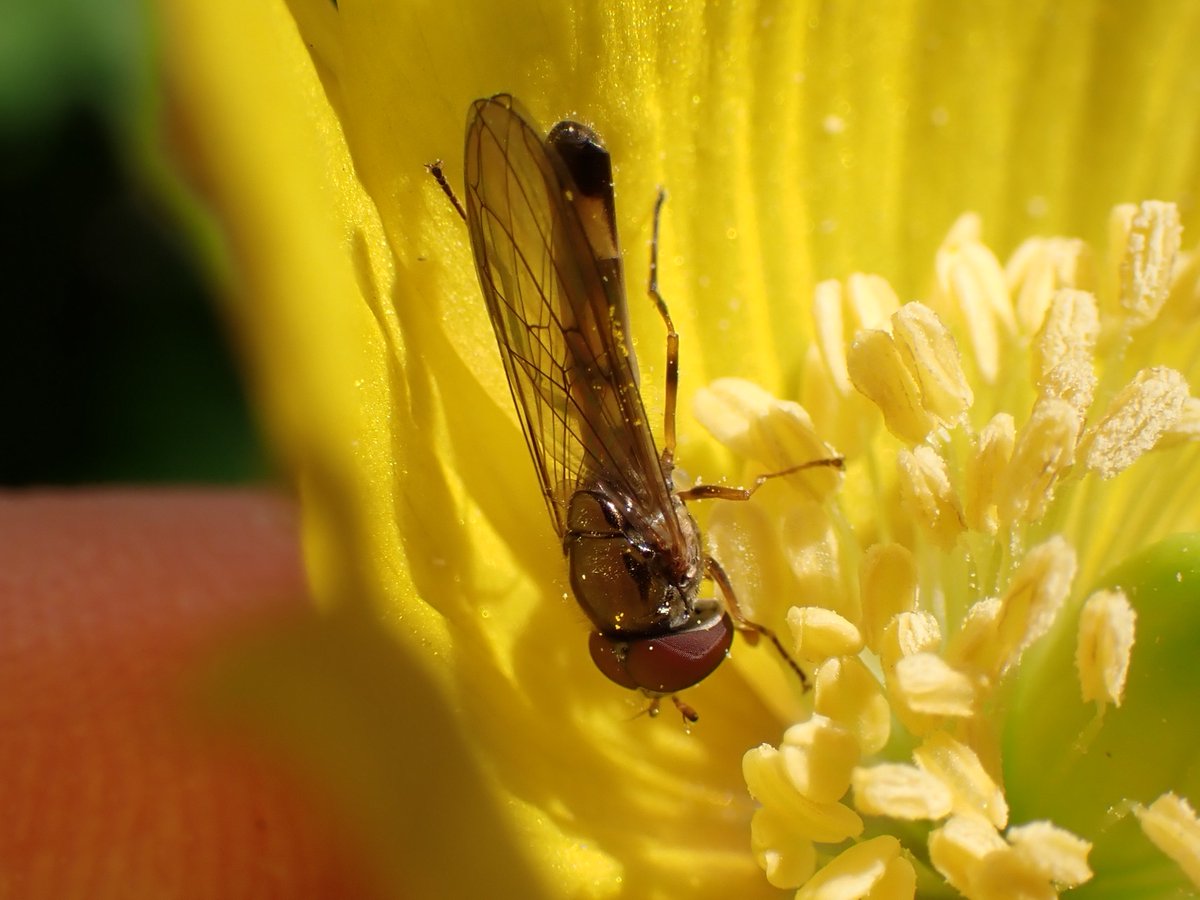 In a rare synergy of sun and warmth, I watched a ♂ Melanostoma scalare feeding on pollen from a Welsh Poppy (Meconopsis cambrica) blazing away in my garden. He spent a good half hour foraging in this one flower. - Montrose, Angus #hoverflies