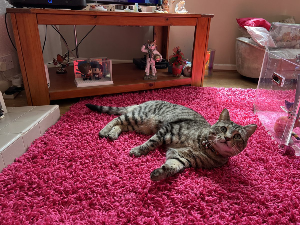 We’ve got a new rug! I’m checking it out. Obviously. It had to have my seal of approval! I like it!