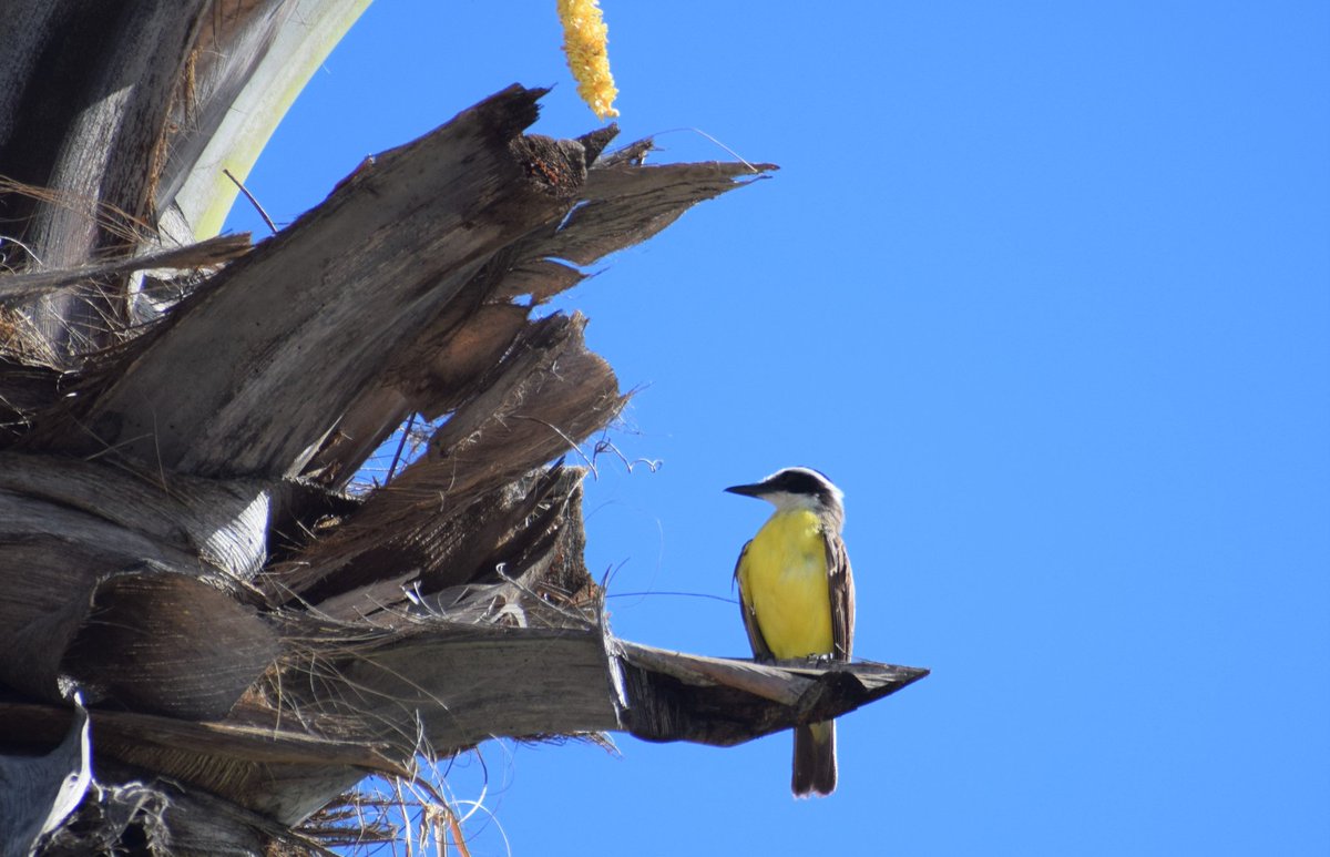 Bom dia! #bomdia #faunafrutoeflor #birdphotography #birds_captures #bird #aves #wikiaves_oficial #inaturalist #bemtevi #pitangussulphuratus #belezanatural