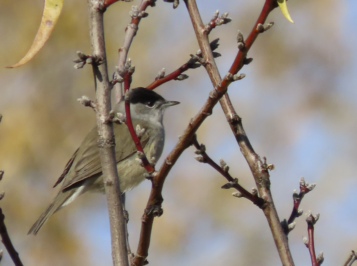AvianBiology's tweet photo. NEW PAPER: Young male blackcaps with blood parasite coinfections cope with oxidative stress favouring anthocyanin-rich food during migratory fattening

full article ➡️ https://t.co/4nIV7VrRhr

@LuciaJG95 @jpereztris @CarolinaRemacha @unicomplutense
 
# ornithology #migration https://t.co/FDMI1Dtf6F