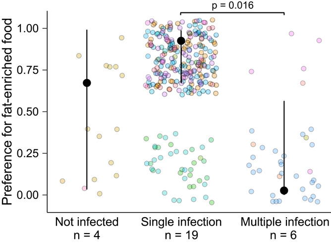 NEW PAPER: Young male blackcaps with blood parasite coinfections cope with oxidative stress favouring anthocyanin-rich food during migratory fattening full article ➡️ vist.ly/3572u @LuciaJG95 @jpereztris @CarolinaRemacha @unicomplutense # ornithology #migration