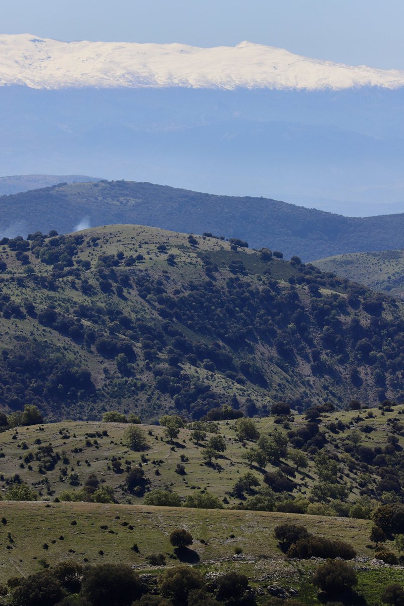 #SierraNevada desde Cima Cornicabra 1.590 m #SierraSur de #Jaen Día muy agradable sin frío, viento ni calor. La #primavera en su máximo esplendor #meteo